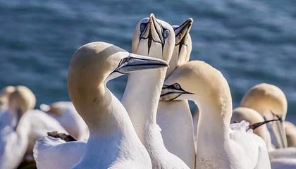 爱游戏登录入口-博卡中场传控缺乏前插配合，博卡中场传控缺乏前插配合怎么解决